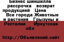 Бизнес шиншилла, рассрочка - возврат продукцией › Цена ­ 4 500 - Все города Животные и растения » Грызуны и Рептилии   . Иркутская обл.